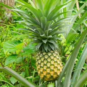 Live Sugarloaf Pineapple Plants Bareroot 4-6 Inch Fruit Tree