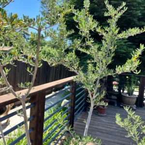 Arbequina Olive Tree Live Plant 5-7 Inches No Pot Outdoor Indoor Hardy Zone 7-10