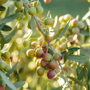 Arbequina Olive Tree Live Plant Indoor 5 Inch - Live Olive Tree