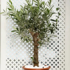 Arbequina Olive Tree Live Starter 5