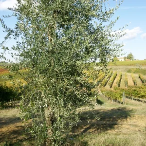 Arbequina Olive Tree Live Starter 5