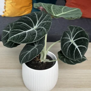 Black Velvet Alocasia Live Plant | Houseplant | Bareroot | Low Light