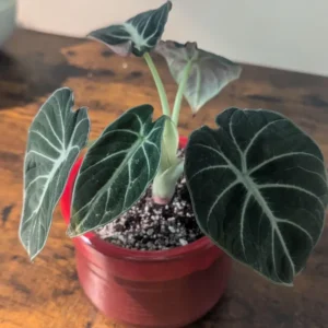 Black Velvet Alocasia Live Plant | Houseplant | Bareroot | Low Light
