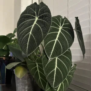 Black Velvet Alocasia Live Plant | Houseplant | Bareroot | Low Light