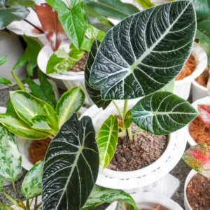 2 Alocasia Black Velvet Live Plants Indoor Rare House Plants