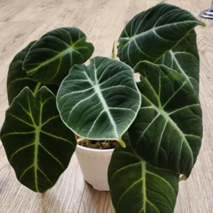 2 Black Alocasia Plants Velvet Live Houseplants Rare Plants