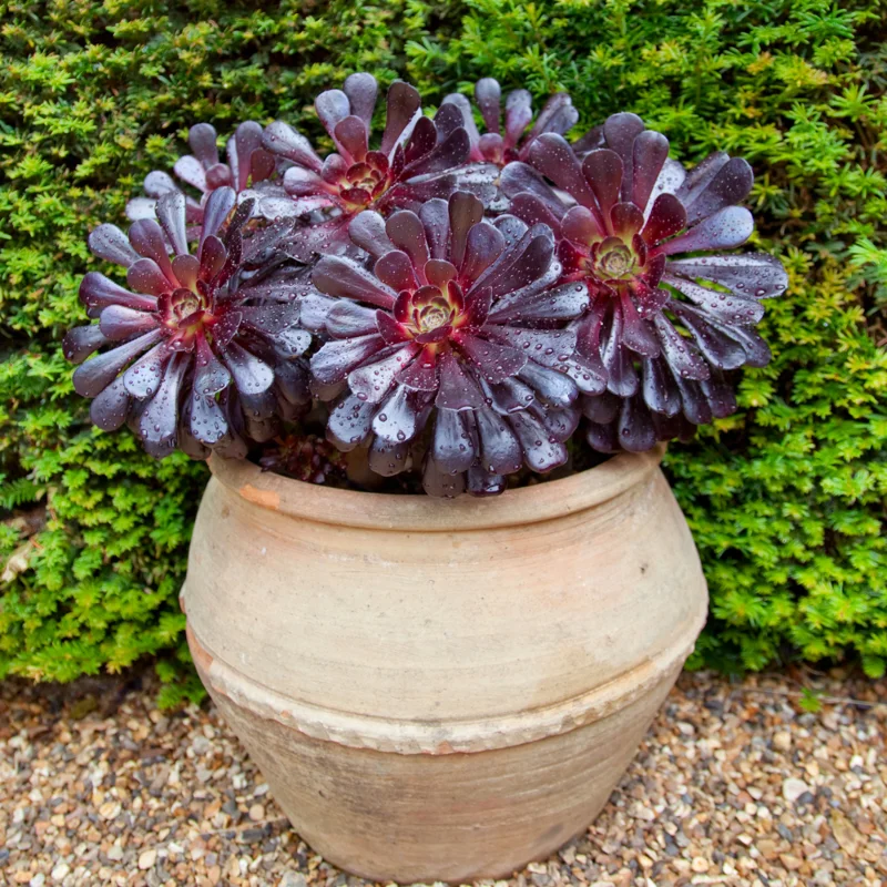 Black Aeonium Succulent Live Bareroot Plant - Rare Succulent - Easy Care