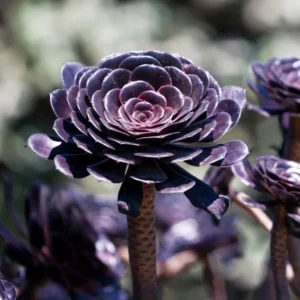 Black Aeonium Succulent Live Bareroot Plant - Rare Succulent - Easy Care