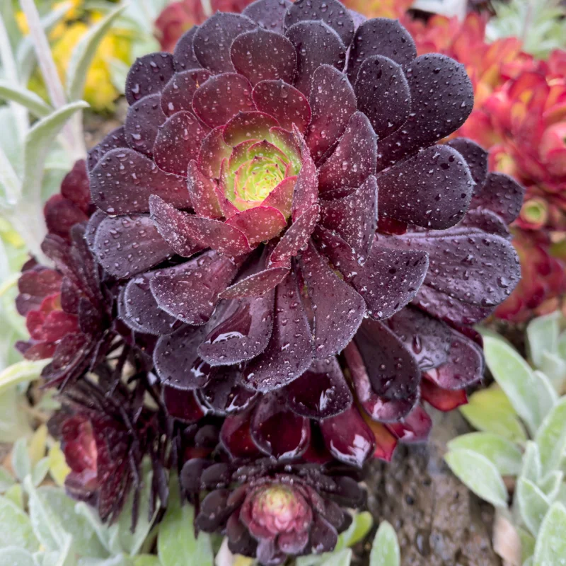Black Aeonium Succulent Live Bareroot Plant - Rare Succulent - Easy Care