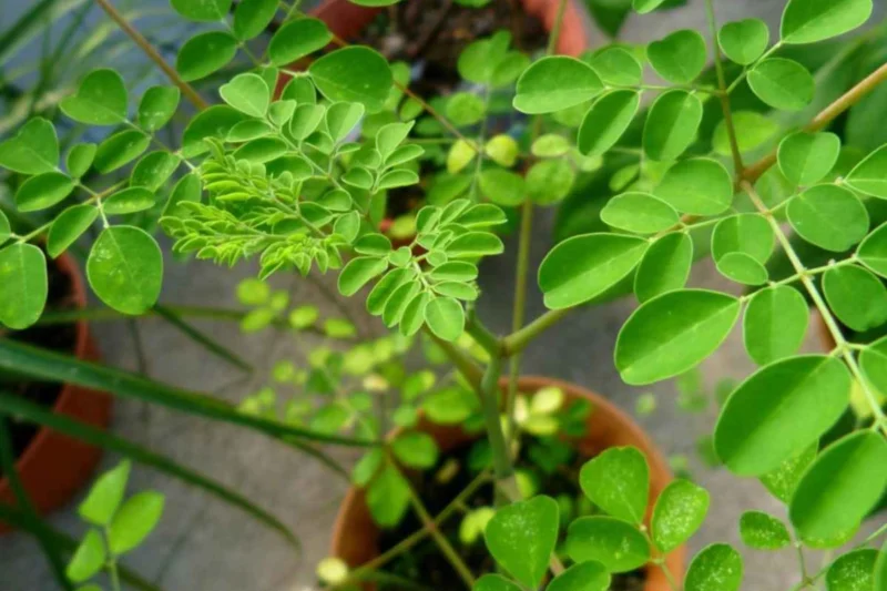 moringa in pots