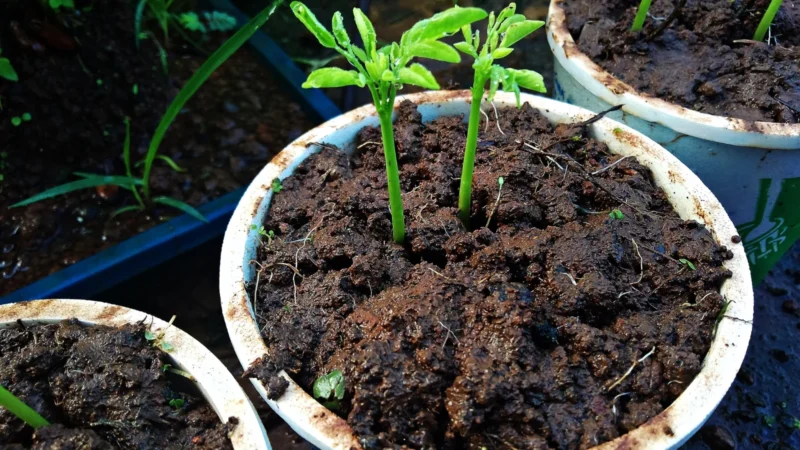 growing moringa at home