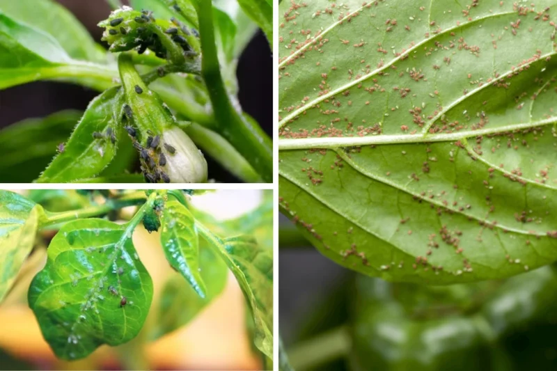 Aphids on pepper plant leaves and stems, causing damage and stunting plant growth.