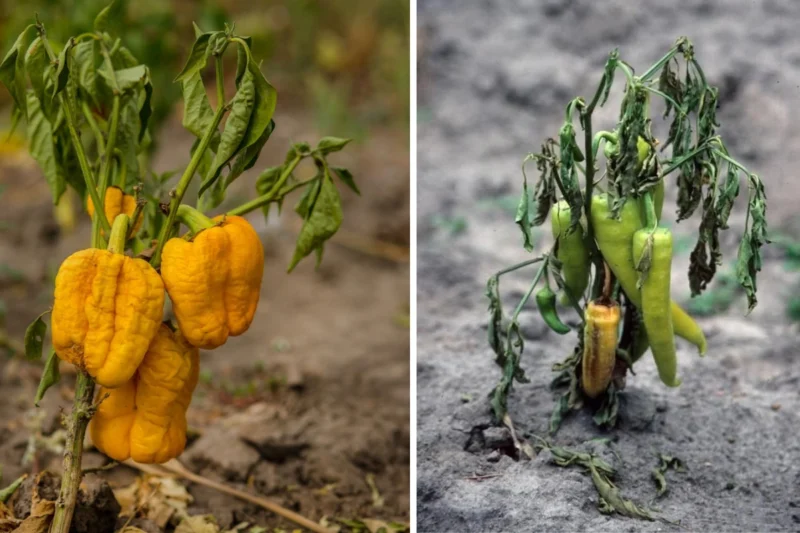 Pepper plants wilting or drooping, possibly due to underwatering, fungal infections, or root issues.