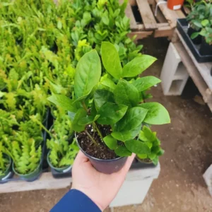 ZZ Plant Tree Live - Zamioculcas Zamiifolia Plant 4-Inch Pot