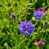 Blue Cornflower Live Plant Set - 2 Plants, 3-5 Inches, Easy to Grow