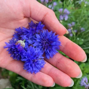 Blue Cornflower Live Plant Set - 2 Plants, 3-5 Inches, Easy to Grow