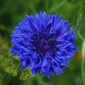 Cornflower Plant Live 4 Pack - Blue Cornflower Flower Plants Small Size