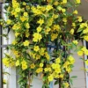 Carolina Jasmine Plant 3 Inch Pot - Yellow Spring Flowering Vine