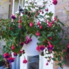 Purple Fuchsia Plant Live - 3 Inch Ornamental Flowering Plant Indoor Outdoor
