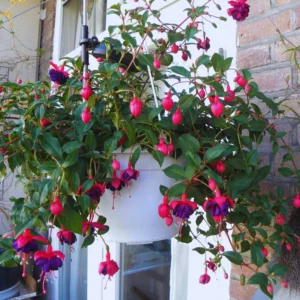 Purple Fuchsia Plant Live - 3 Inch Ornamental Flowering Plant Indoor Outdoor