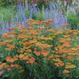 Orange Yarrow Plant Live, 3 Inch Pot, Perennial Flower Garden Plant