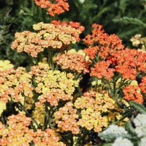 Yarrow Live Plant 3-Pack - Orange Yarrow Flower Plant - 3 Inch Pot Perennial Garden Flower