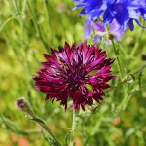 Black Cornflower Plant Live - Garden Flower Plant - Unique Black Blooms