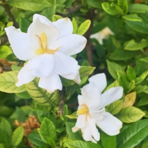 Gardenia Jasminoides Live Plant - 4 Inch Potted Jasmine Vine Shrub - White Flowers