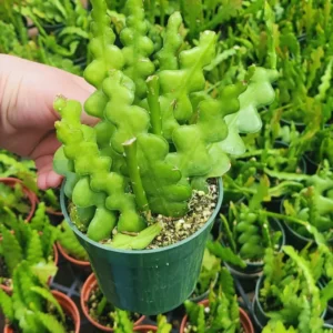 Epiphyllum Anguliger Plant - Zig Zag Cactus Plant 2 Inch Pot - Ric Rac Cactus