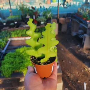 Epiphyllum Anguliger Plant - Zig Zag Cactus Plant 2 Inch Pot - Ric Rac Cactus