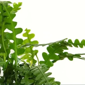 Epiphyllum Anguliger Plant - Zig Zag Cactus Plant 2 Inch Pot - Ric Rac Cactus