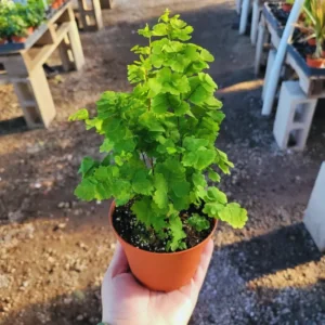 Maidenhair Fern Plants Pot - 2 Inch Potted Fern Live Plants 3 Bundles