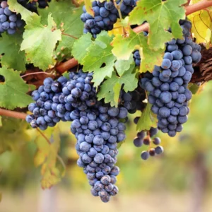 Seedless Grape Vine Live - 1 Year Old Grape Plant - High-Yield Cold Hardy Grape Fruit