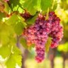 Seedless Grape Vine Live - 1 Year Old Grape Plant - High-Yield Cold Hardy Grape Fruit