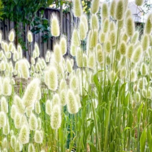 Ornamental Tail Grass Live Plant - 4 Inch Pot - Home Garden Decor