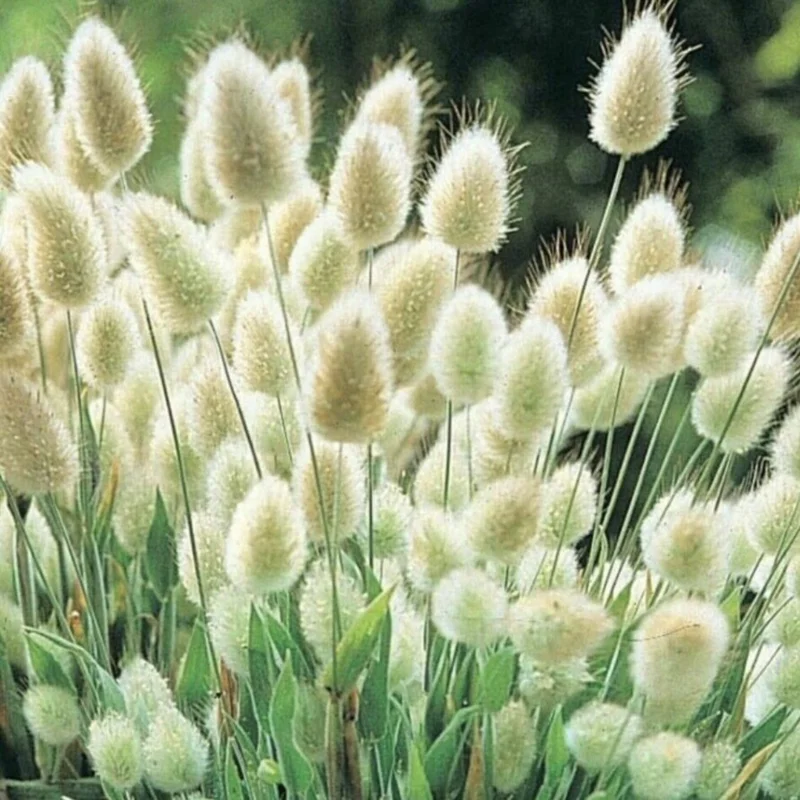 Ornamental Tail Grass Live Plant - 4 Inch Pot - Home Garden Decor