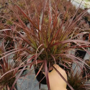 Red Fountain Grass Plant Live Ornamental Grass 4 Inch Pot