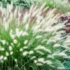 Dwarf Fountain Grass Plant Live in 4" Pot - Ornamental Grass