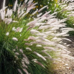 Dwarf Fountain Grass Plant Live in 4" Pot - Ornamental Grass