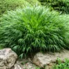 Japanese Forest Grass Plant Live, Green Ornamental Grass in 4" Pot