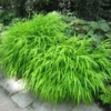 Japanese Forest Grass Plant Live, Green Ornamental Grass in 4" Pot