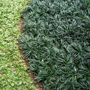Green Dwarf Mondo Grass Plant Live - 4 Inch Pot - Ornamental Groundcover