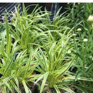 Variegated Lilyturf Liriope Ground Cover - 2.5 Inch Pot - Live Plant