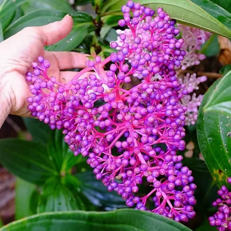 Medinilla Myriantha Live Plant - Rare Grape Orchid in 4 Inch Pot