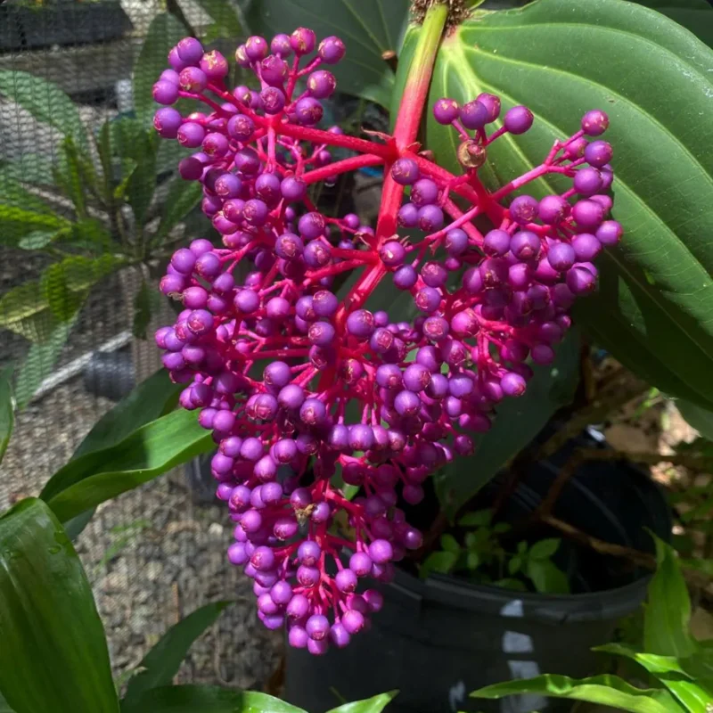 Medinilla Myriantha Live Plant - Rare Grape Orchid in 4 Inch Pot
