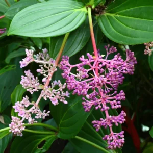 Medinilla Myriantha Live Plant - Rare Grape Orchid in 4 Inch Pot