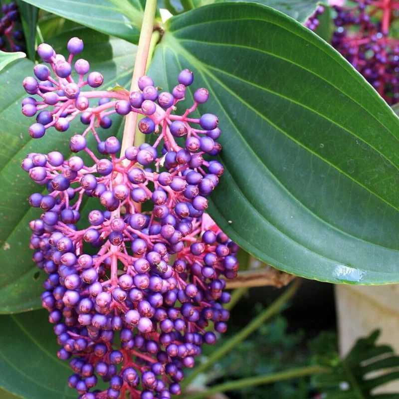 Medinilla Myriantha Live Plant - Rare Grape Orchid in 4 Inch Pot