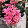 Medinilla Myriantha Live Plant - Rare Grape Orchid in 4 Inch Pot