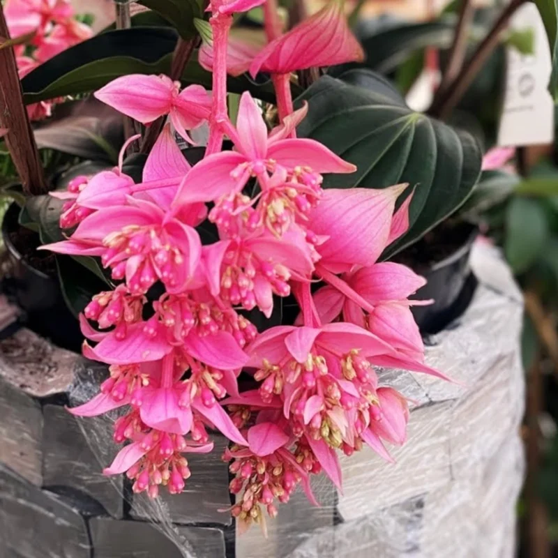 Medinilla Myriantha Live Plant - Rare Grape Orchid in 4 Inch Pot