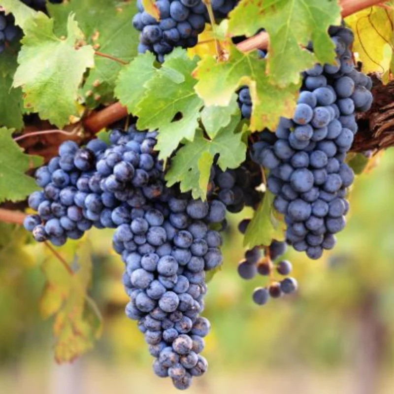 Seedless Black Grape Vine Plant - Summer Royal Live Grape Fruit Seedling - 2.5" Pot